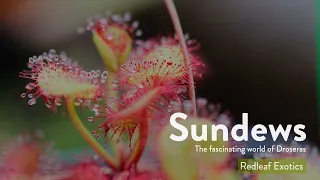Sundews | The Sticky and Carnivorous World of Droseras