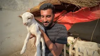 [Short Vlog] Ye Ni Sudharny Wali Koi Lay Jao Isko 🙏//Shehr Main Dihat Short Vlog