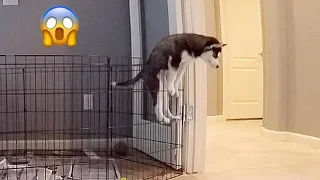 Husky Puppy Escape Artist