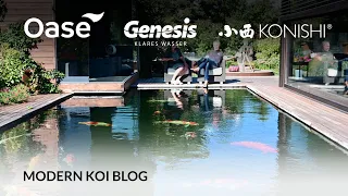 Modern Koi Blog #5500 - Wie schwer können Koi eigentlich werden?