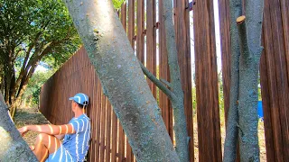 Metal Fence Under a Tree for 4 Days of Work