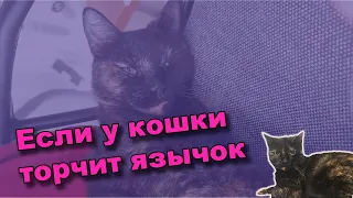 Если у кошки торчит язычок - переживать, или нет?