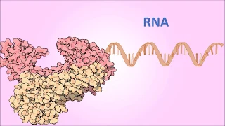 Reverse Transcriptase PCR (RT-PCR): Basic Concepts