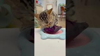 Кот ест свеклу