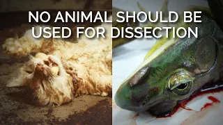 No Animal Should Be Used for Dissection