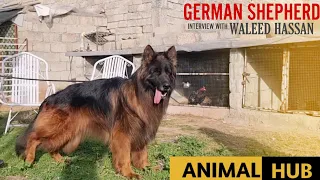 Top Quality German Shepherd Long Coat Dog Kennel in Punjab