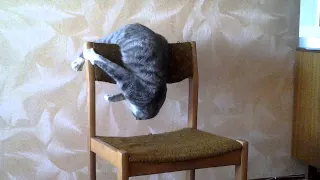 Кот акробат. Бешеный кот Семен Семеныч. А ваш кот умеет такое? Cat Attacks Chair