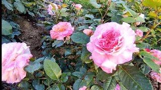 Цветение роз на даче у Елены 🌹🌹🤩🤩1 часть
