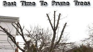 Best Time To Prune Trees - When To Prune Fruit Trees