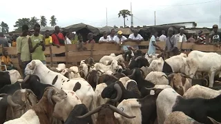 Religion/Tabaski : La fédération appelle à la baisse du prix du mouton