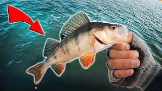 Catching Her First Perch? - Early Spring Perch Fishing From Boat!