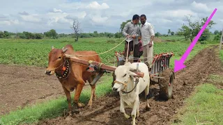 जास्त पाऊस झाल्यामुळे चिखला मधून गाडी ओढत नाही सर्जा बैलाला आणि गोरिला खोड,