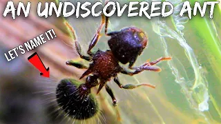 Discovering & Naming A New Species of Ant in My Yard
