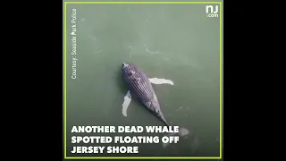 Dead whale spotted floating off Jersey Shore