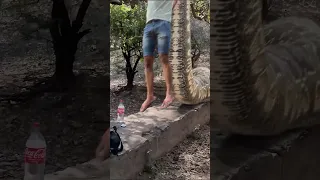 Big Anaconda chasing #shorts #snake #anaconda #nagin #anacondasnake