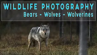 WILDLIFE PHOTOGRAPHY  - Bears - Wolves - Wolverines in Finland