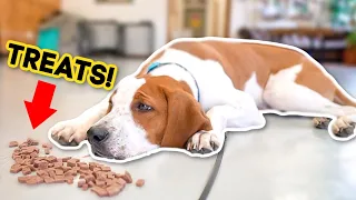 DOES YOUR DOG IGNORE YOUR COMMANDS? (WATCH THIS!)