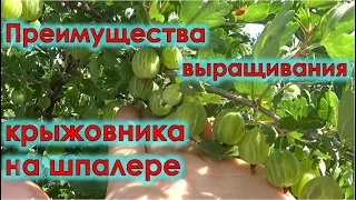 Преимущества выращивания крыжовника на шпалере