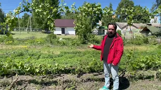 Формировка винограда против заморозков
