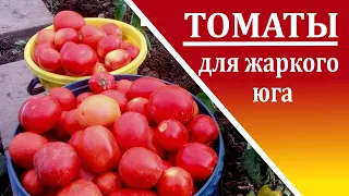 Какие томаты сажать  на юге России