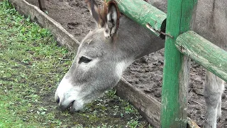 Домашние ослы в Ряжском зоопарке