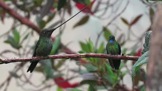 Ensifera ensifera | Sword-billed Hummingbird | Colibrí Picoespada