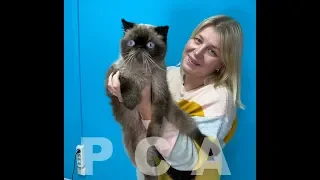 Экзотическая короткошерстная кошка. Выставка кошек PCA on-line.