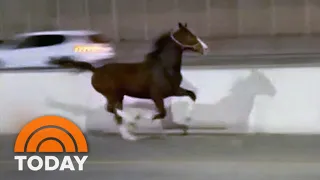 Watch: Horse runs down I-95 amid morning commute