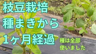 【枝豆栽培】種まきから1か月経過した様子まとめてみた【家庭菜園】