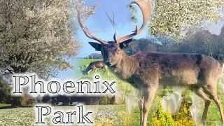 Phoenix Park Dublin Ireland | Random Snaps