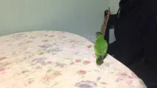 Тренировка сенегальского попугая(часть 4)