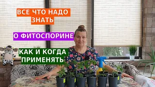 Фитоспорин надежный помощник рассады. Когда, как и зачем применять