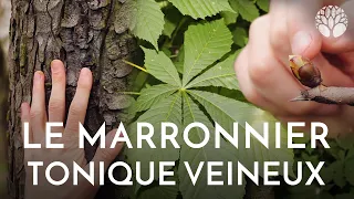 Ecorce et bourgeons de marronniers, circulation sanguine