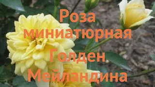 Роза миниатюрная Голден Мейландина 🌿 обзор: как сажать, саженцы розы Голден Мейландина