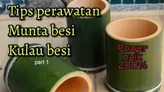 Tips perawatan munta besi - kulau besi - part 1