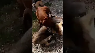 +18 PIT BULL VS. WOLF. WOLF VS PIT BULL/ Pit Bull Attacked Wolf / Pit Bull Attack / Dog Fight.