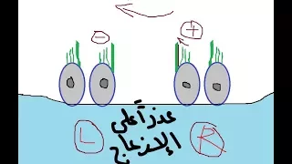 Physiology of Vestibular system - dr. Atef - The Balance  معجزة التوازن