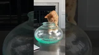 Contortionist Cat Squeezes into Tight Space || ViralHog