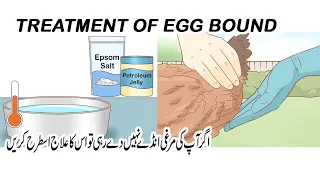 egg bound chicken symptoms treatment/What a eggbound chicken looks like/egg binding