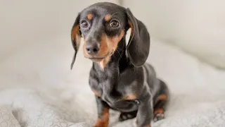 Funny miniature Dachshund dogs playful instagram videos compilation #Funny pet videos #Dachshund