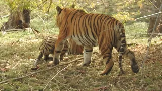 Chhoti Rani and V 7, the mating pair - TATR buffer - April 2021