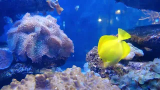 Colorful Marine Fishes