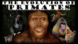 The Evolution of Primates 🦍