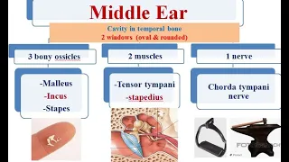 1 external ear , middle ear and clinical case