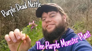 The Purple Dead Nettle: Nutritional & medicinal Wild Edible flower 🌸(Lamium purpureum)