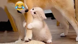 New Funny Animals 😂 Funniest Cats and Dogs Videos 😺🐶 #65