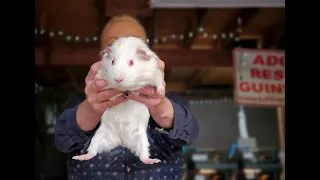 Guinea Pig Pick Up and Holding Techniques Demonstrated