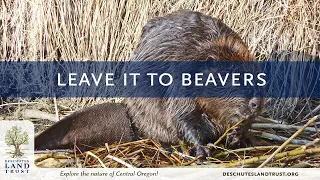 Leave it to Beavers