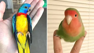 Baby Animals 🔴 Funny Parrots and Cute Birds Compilation (2020) Loros Adorables Recopilación #12