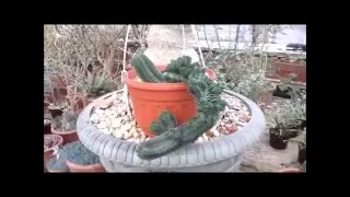 Толстянка Храм Будды Crassula Buddha's Temple